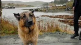 Hudson and Rex - Season 04 Episode 12